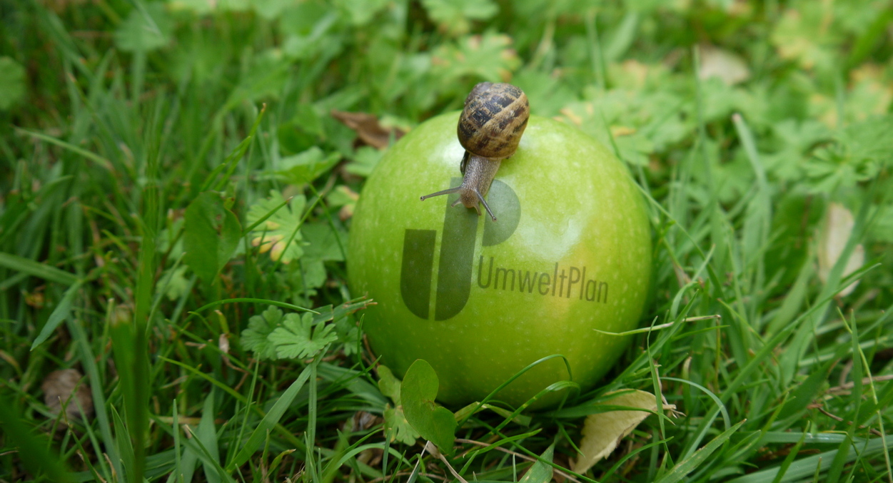 Über einen grünen Apfel mit dem Logo von UmweltPlan kriecht eine Weinbergschnecke. Diese Äpfel gab als Werbegeschenk für Berufseinsteiger.